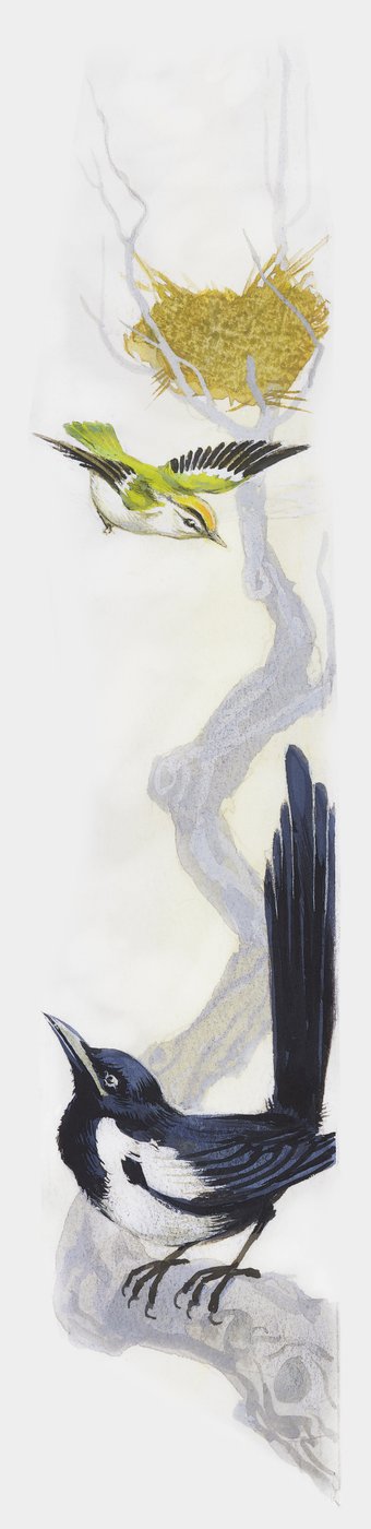 Bird Building Its Nest in Tree, While Magpie Watches from Lower Down Branch, Drawing by Unbekannt Unbekannt