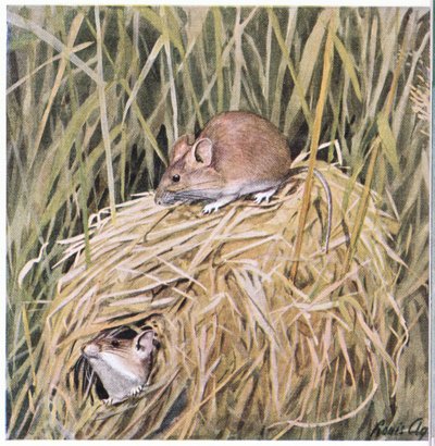 Western Harvest Mouse lives and breeds in a grassy nest by Louis Agassiz Fuertes