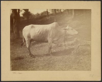 Steer by Louis Comfort Tiffany