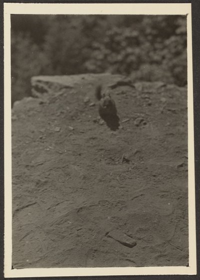 Chipmunk on Trail by Louis Fleckenstein