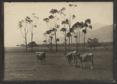 Cows in Field by Louis Fleckenstein
