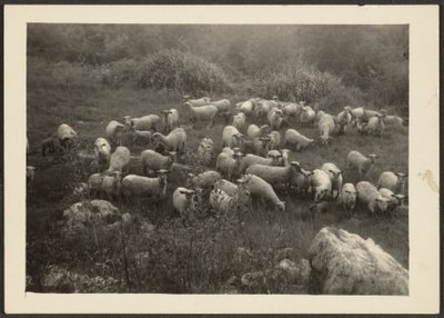 Flock of Sheep by Louis Fleckenstein