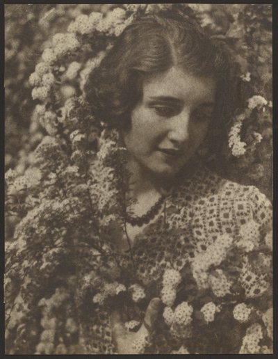 Spirea by Louis Fleckenstein