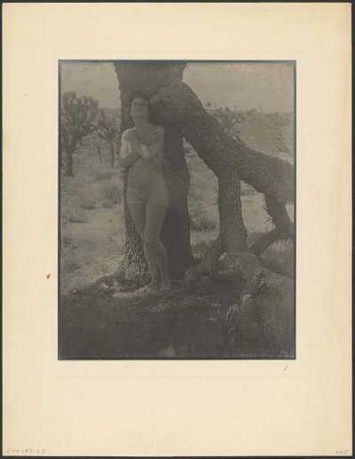 Spirit of the Joshua by Louis Fleckenstein