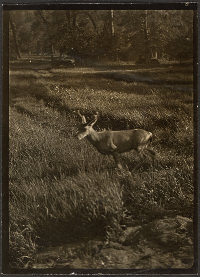 Stag by Louis Fleckenstein