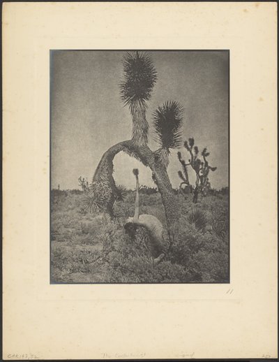 The Contortionist by Louis Fleckenstein