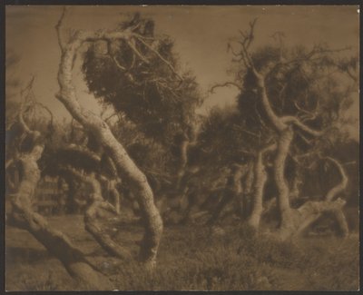 [Twisted Trees] by Louis Fleckenstein