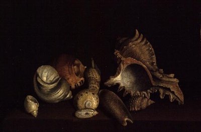 Still Life of Shells on a Ledge by Louis Hubner