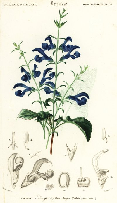 Gentian Sage or Spreading Sage, Salvia patens (engraving) by Louis Joseph Edouard Maubert