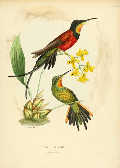 Topaza Pyra by Louis Victor Bevalet