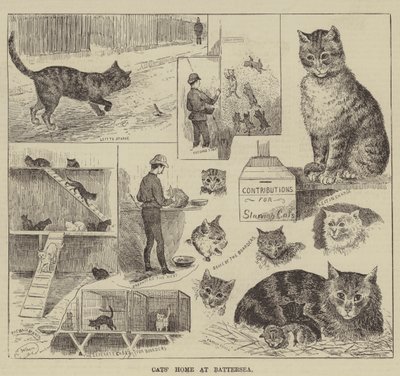 Cats