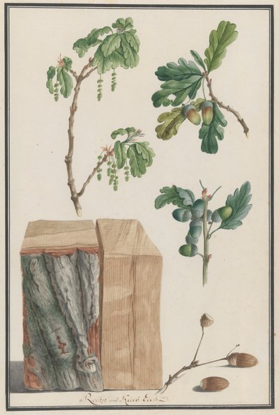Studies of the Blossoms, Fruits and Trunk of an English Oak, 1788 by Ludwig Pfleger
