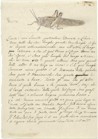 Study of a Locust, from Miscellaneous Sketches in Wrapper by Luigi Balugani
