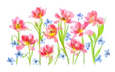 Delicate Pink Tulips by Lydia Jacobs