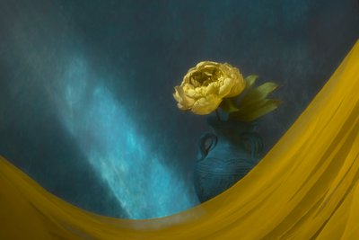 Dramatic Yellow Peony by Lydia Jacobs