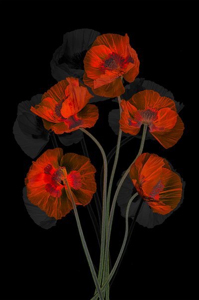 Ethereal Red Poppies by Lydia Jacobs