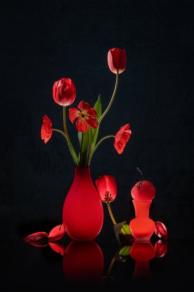 Glowing Red Tulips and Vases by Lydia Jacobs