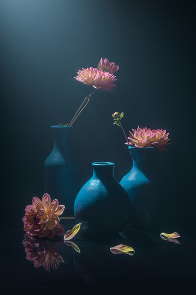 Moody Pink Dahlias by Lydia Jacobs
