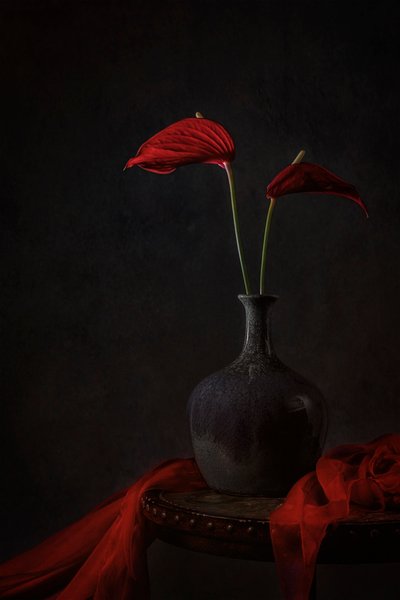 Moody Red Anthuriums by Lydia Jacobs