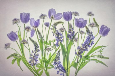Soft Purple Blooms by Lydia Jacobs