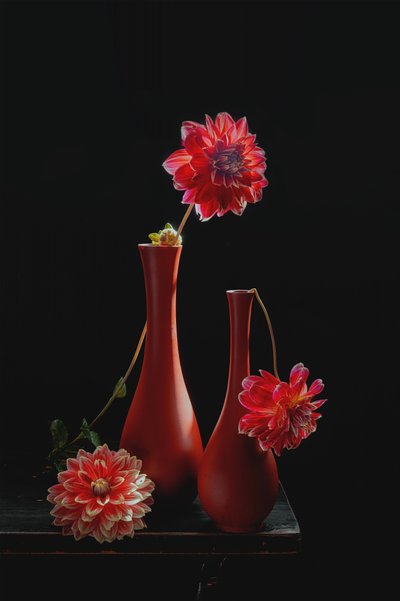 Vibrant Dahlia Still Life by Lydia Jacobs