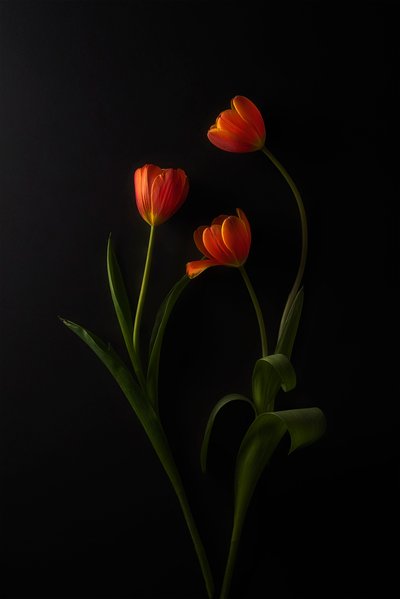 Vibrant Tulips Dark Background by Lydia Jacobs