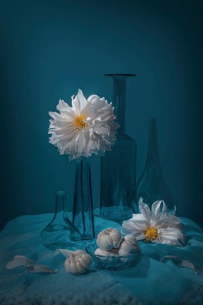 White Dahlia Still Life by Lydia Jacobs