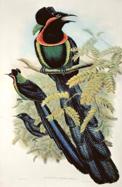 Arfak Astrapia, Astrapia Nigra - Bird of Paradise by M. Hart