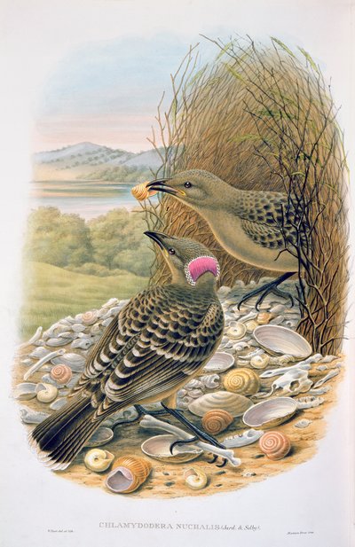 Chlamydera Nuchalis, Great or Great Grey Bowerbird by M. Hart