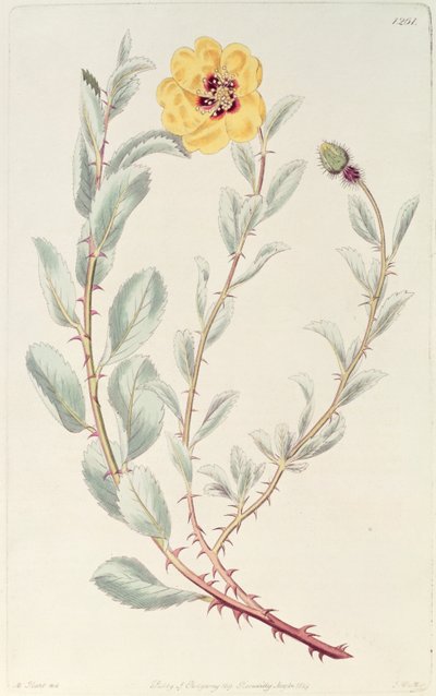 Rose: Persian from the Botanical Register by M. Hart