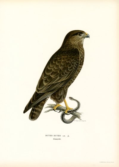 Eurasian Buzzard by Magnus Ferdinand and Wilhelm von Wright