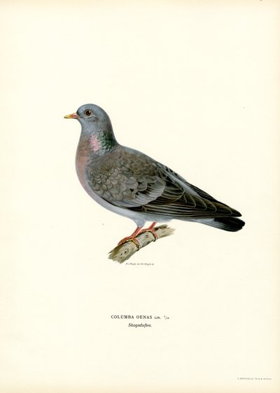 Stock Dove by Magnus Ferdinand and Wilhelm von Wright
