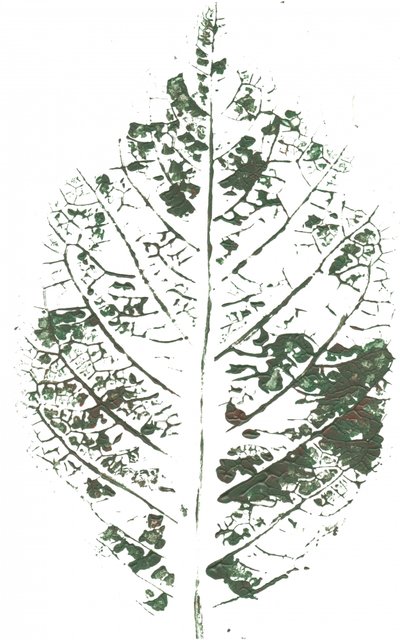 Botanical Leaf Print by Maira Ribena