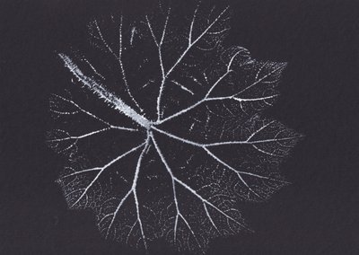 Delicate Leaf Skeleton by Maira Ribena