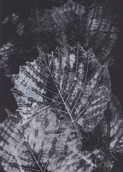 Monochrome Leaf Study by Maira Ribena
