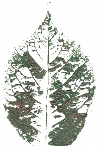 Textured Green Leaf by Maira Ribena