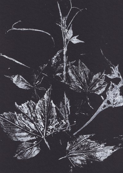 White Leaves on Black by Maira Ribena