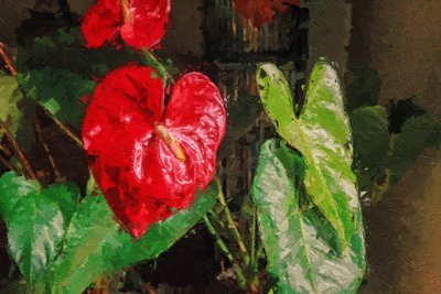 Large Red Heart Shaped Anthurium by Mano Chandra Dhas