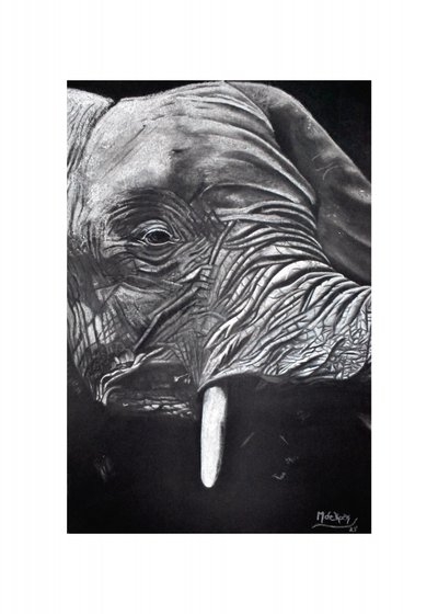 Majestic Elephant Portrait by Marchelle de Kock