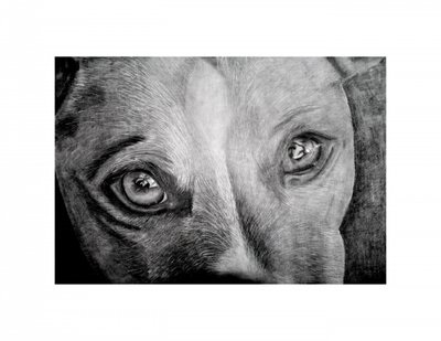 Soulful Dog Eyes by Marchelle de Kock
