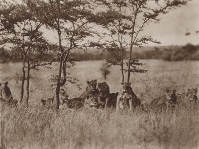 Facing the Camera, a Troop of Nine Lions at Rest by Marcuswell Maxwell