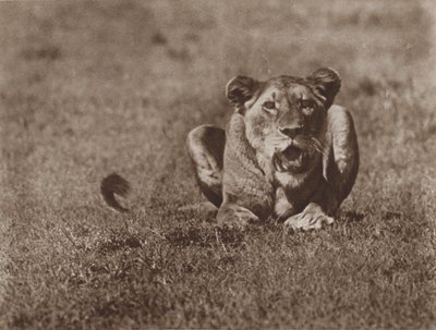 With Lashing Tail and Angry Eyes, Ready to Spring by Marcuswell Maxwell