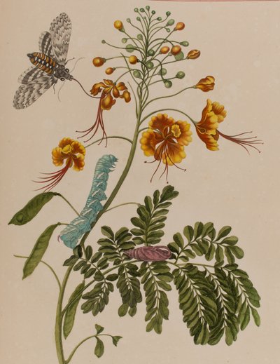 Illustration from 