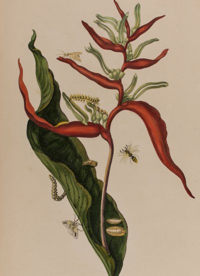Illustration from 
