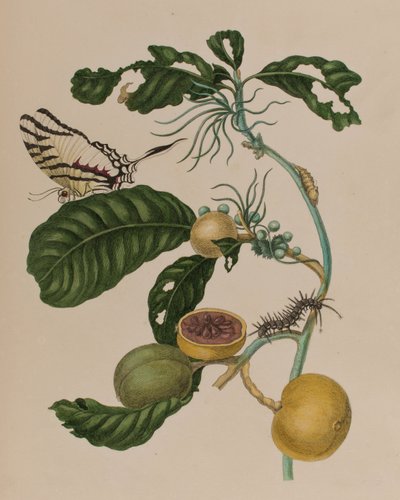 Illustration from 