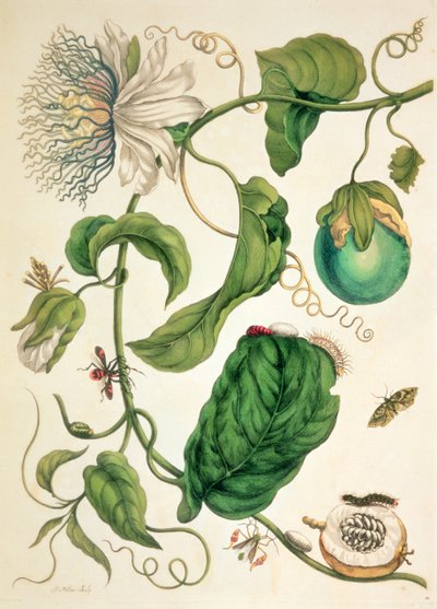 Plate from 
