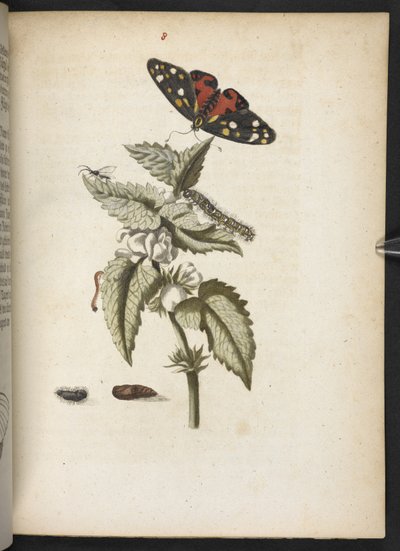 The Wonderful Transformation of Caterpillars and Their Strange Flower Food by Maria Sibylla Merian