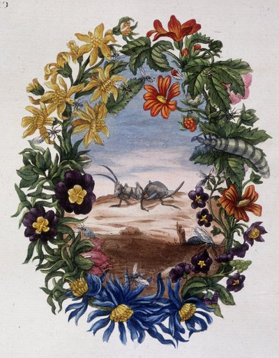 Ant - by Maria Sibylla Merian by Maria Sibylla Merian