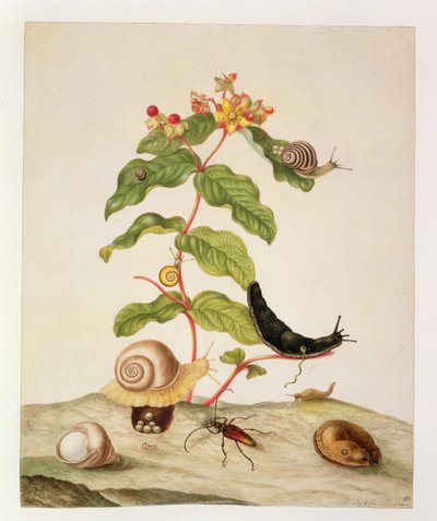 No.1146c Hypericum Baxiforum with Snails and a Beetle by Maria Sibylla Merian