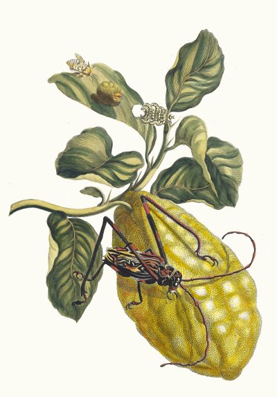 Citronier. From the Book Metamorphosis Insectorum Surinamensium, 1705 by Maria Sibylla Merian